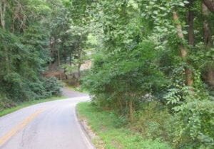 A road with trees and bushes on both sides of it.